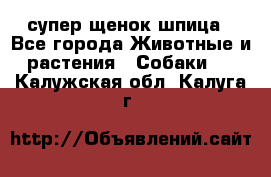 супер щенок шпица - Все города Животные и растения » Собаки   . Калужская обл.,Калуга г.